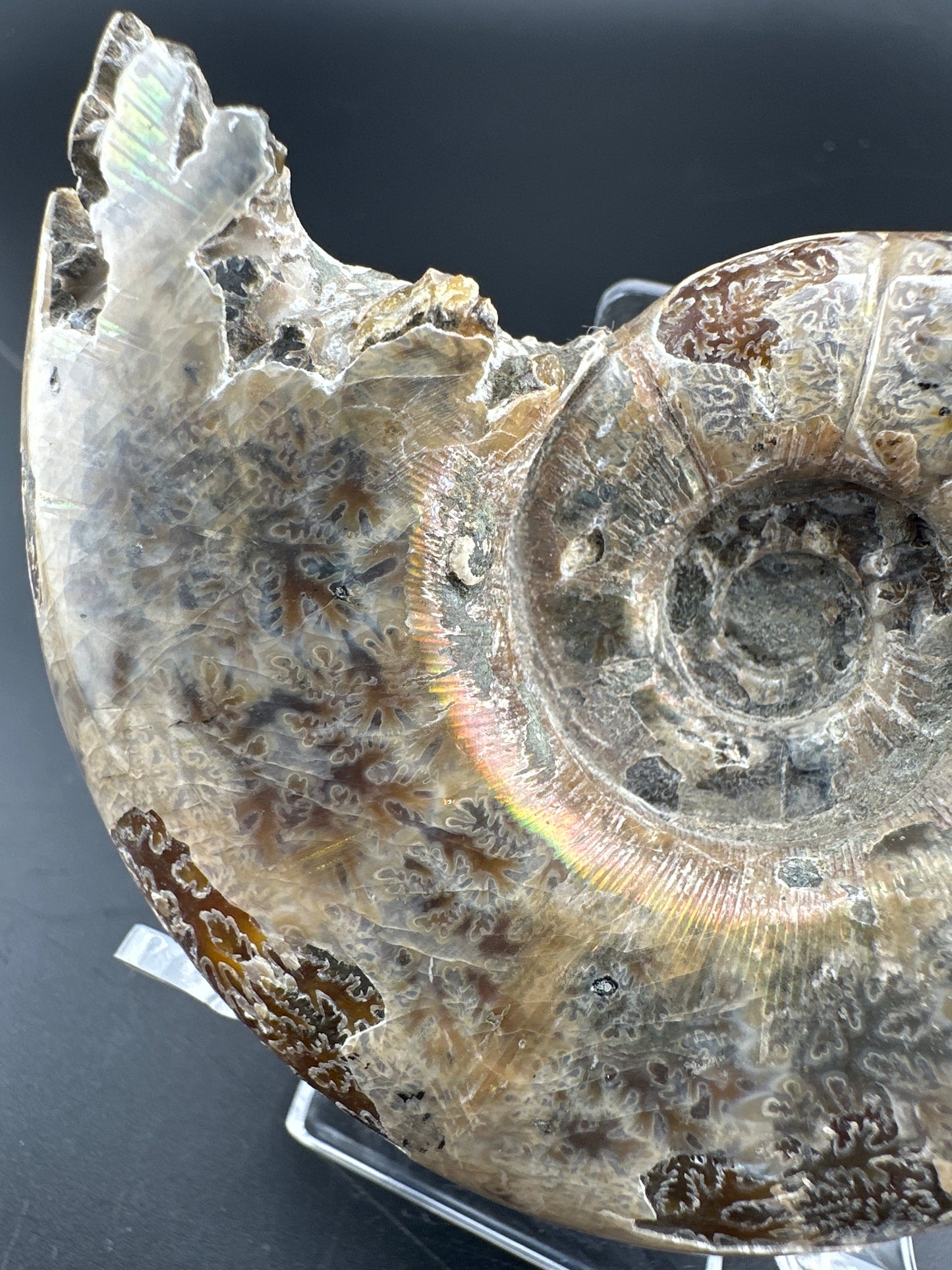 uncut Ammonite with rainbow flash, natural aperature, & exposed suture; Madagascar