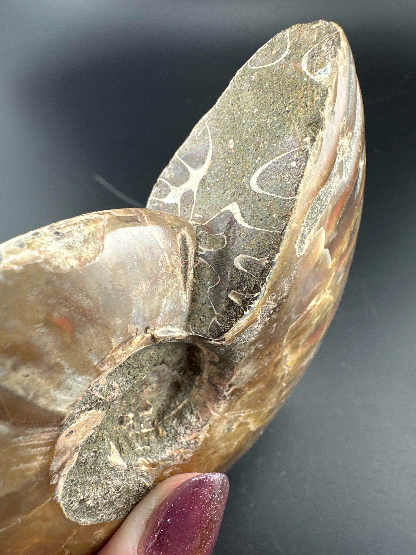 Ammonite, rainbow flash (3.5”), Madagascar