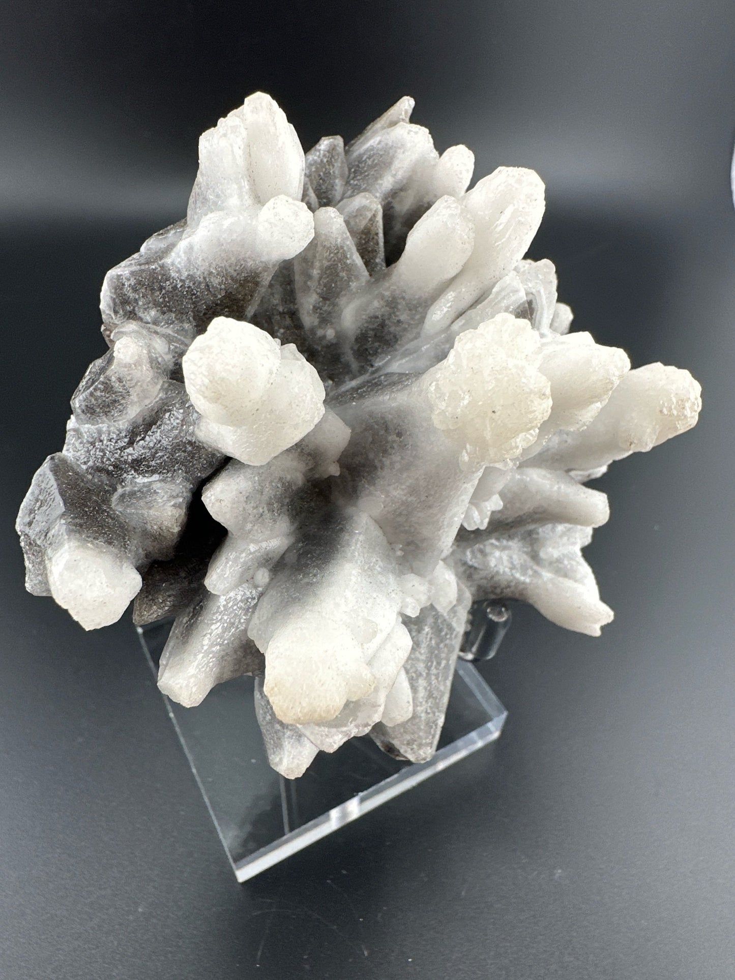 Snowball-tipped Dogtooth Calcite, Santa Eulalia, Mexico