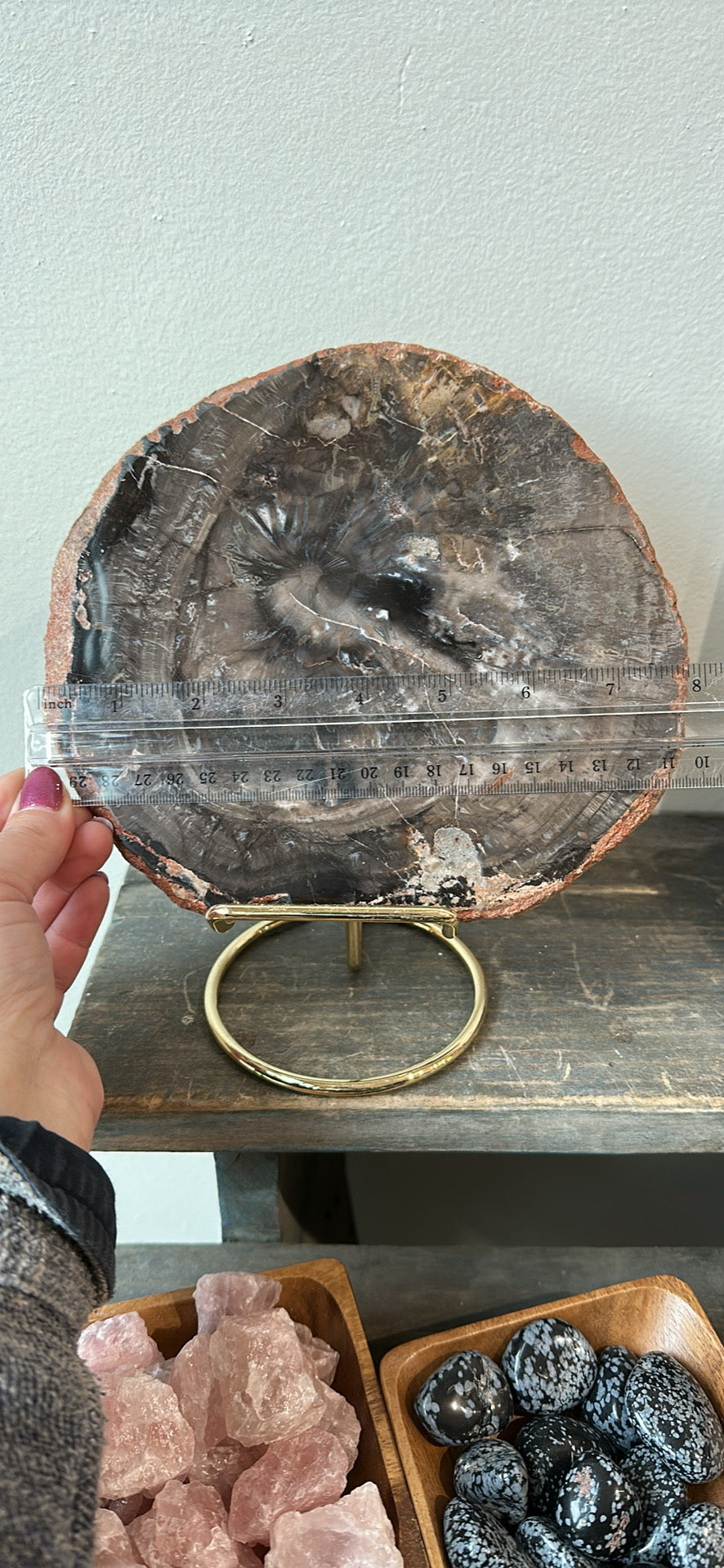 Black Petrified Wood slab, 7” across