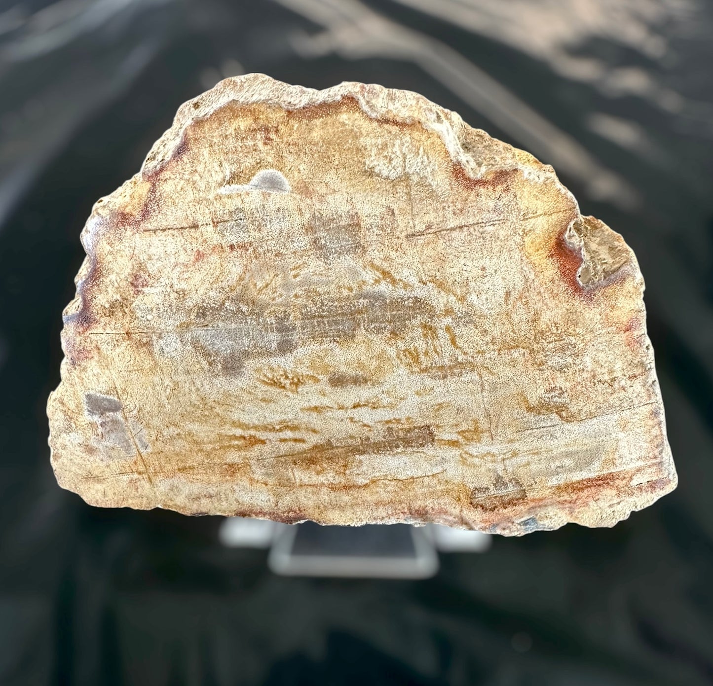 Petrified Wood slabs, Indonesia
