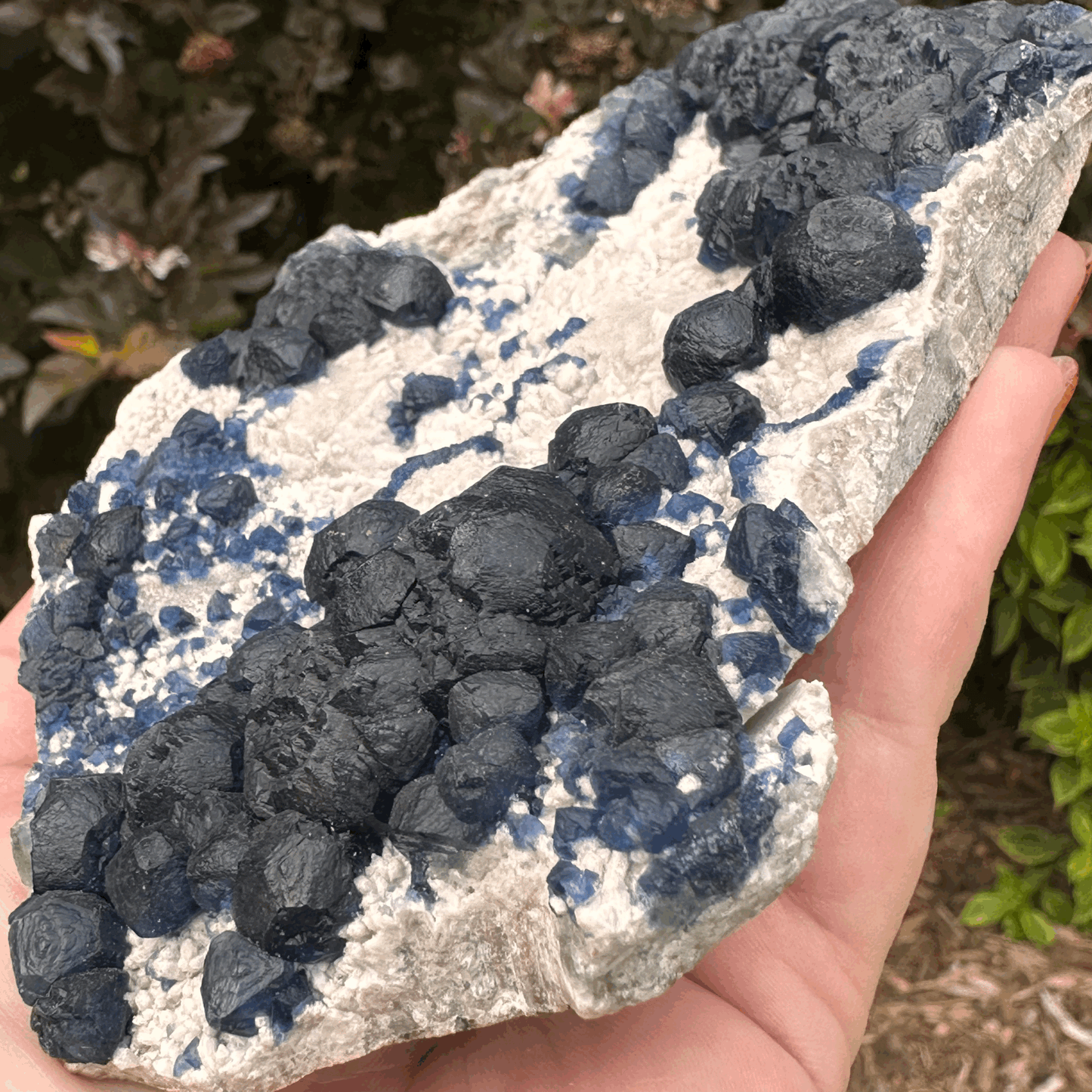 Botryoidal (Blueberry) Fluorite from Inner Mongolia (4"x6")