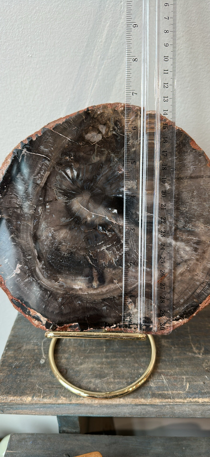 Black Petrified Wood slab, 7” across