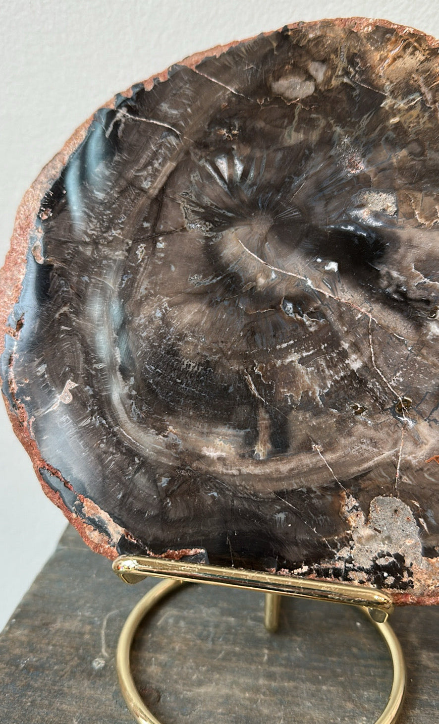 Black Petrified Wood slab, 7” across