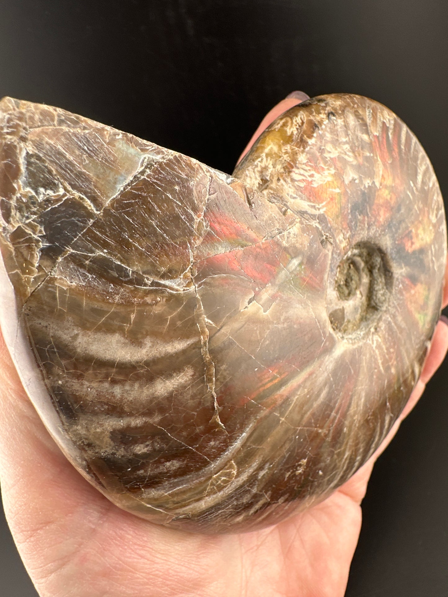 Ammonite (5”) with red flash, Madagascar