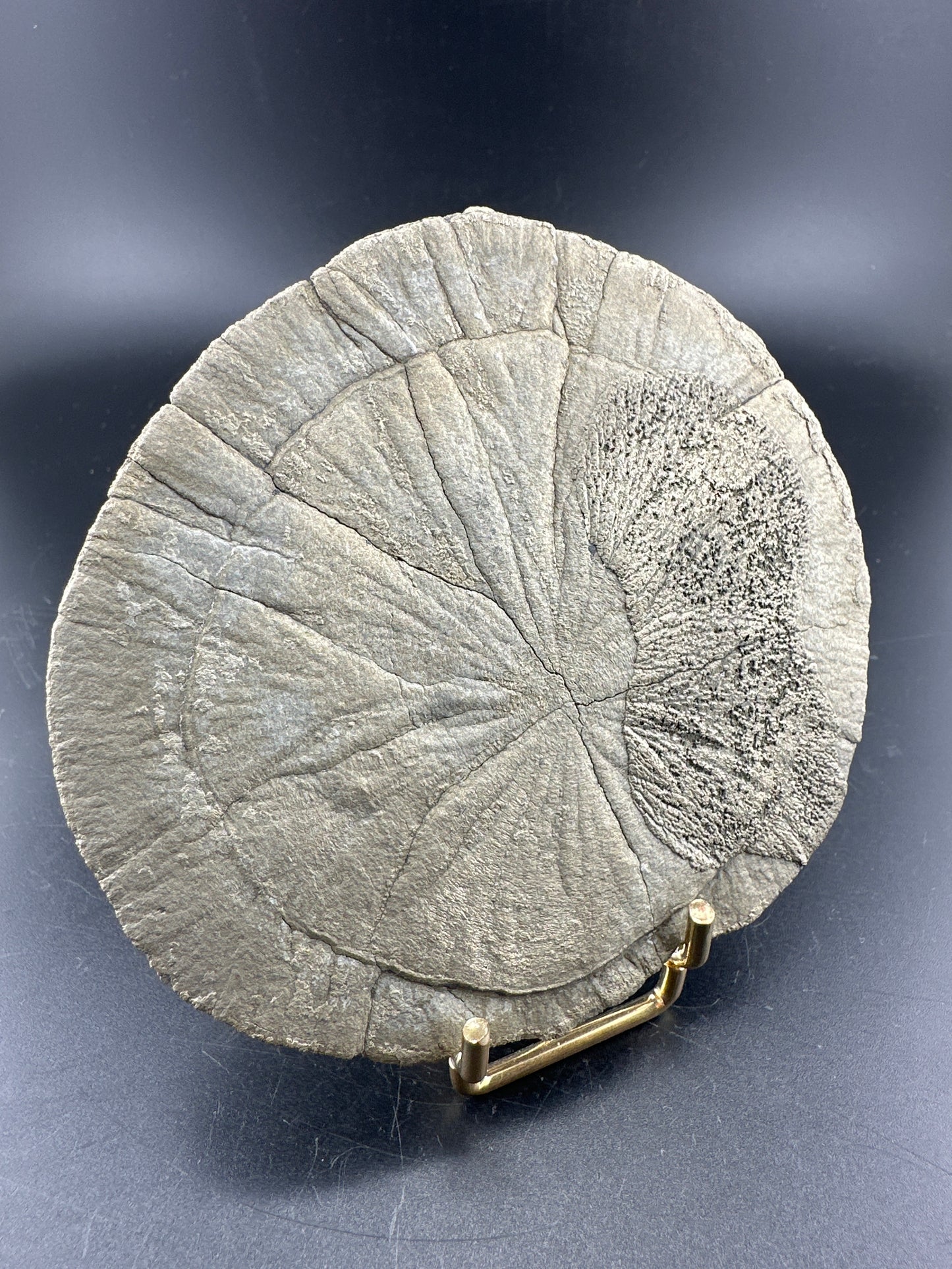 Illinois Pyrite Sun (Miner’s Dollars)