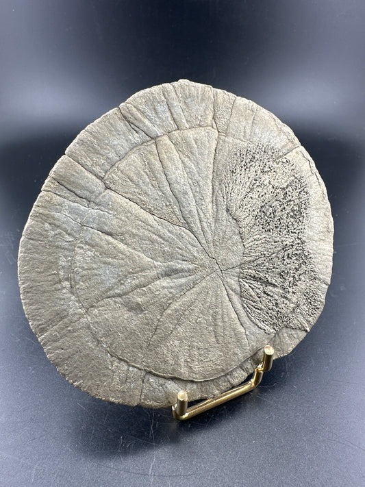 Illinois Pyrite Sun (Miner’s Dollars)