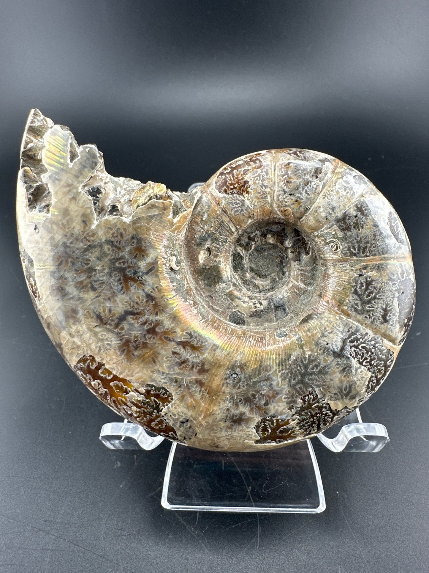 uncut Ammonite with rainbow flash, natural aperature, & exposed suture; Madagascar
