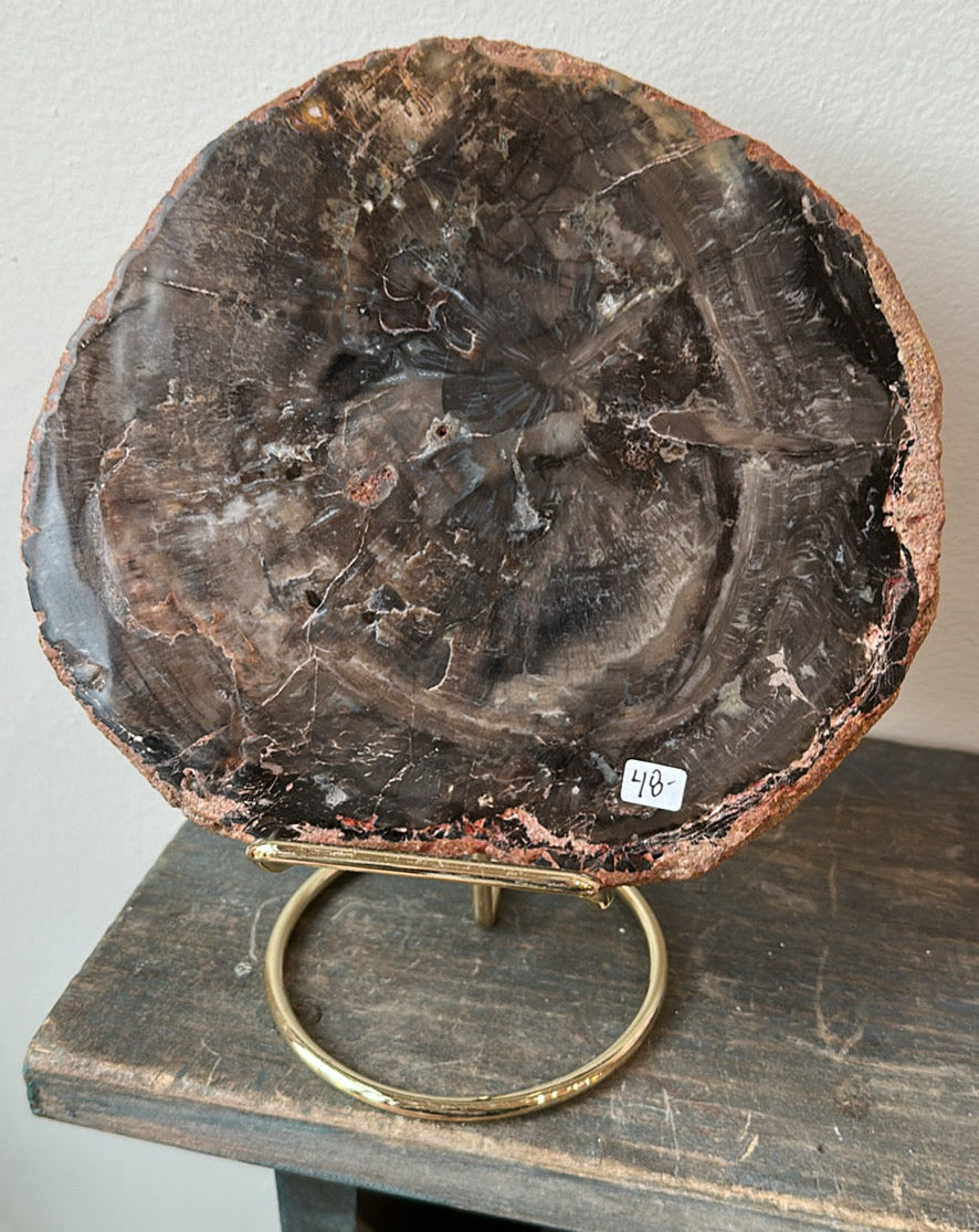 Black Petrified Wood slab, 7” across