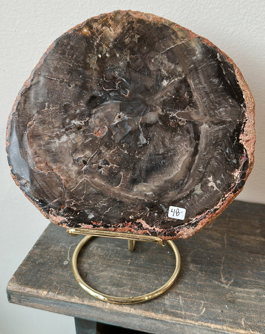 Black Petrified Wood slab, 7” across