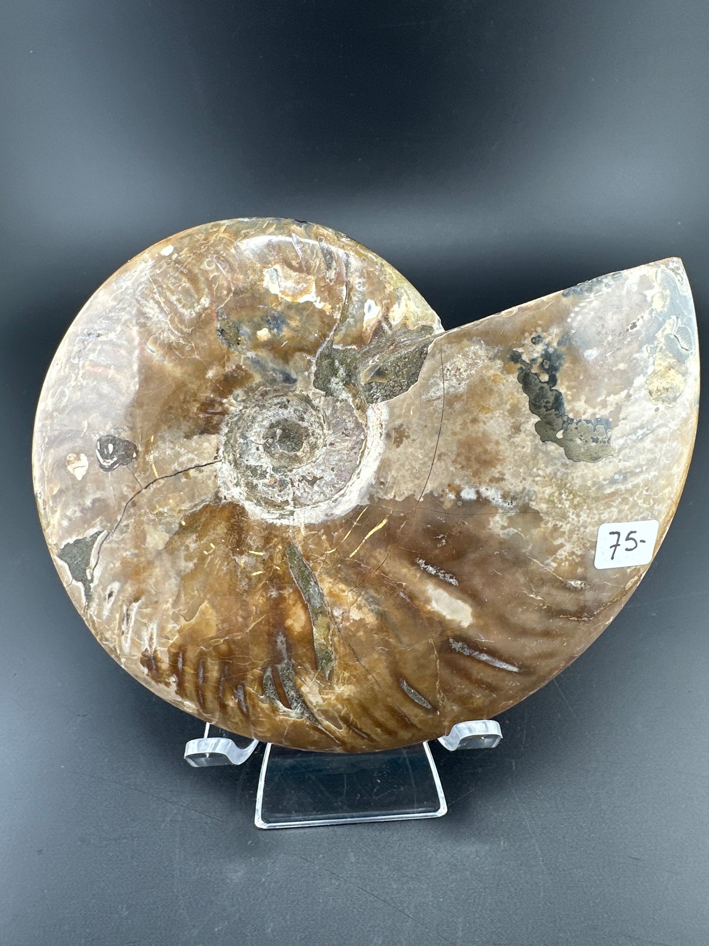 Ammonite (5”) with exposed suture lines, Madagascar