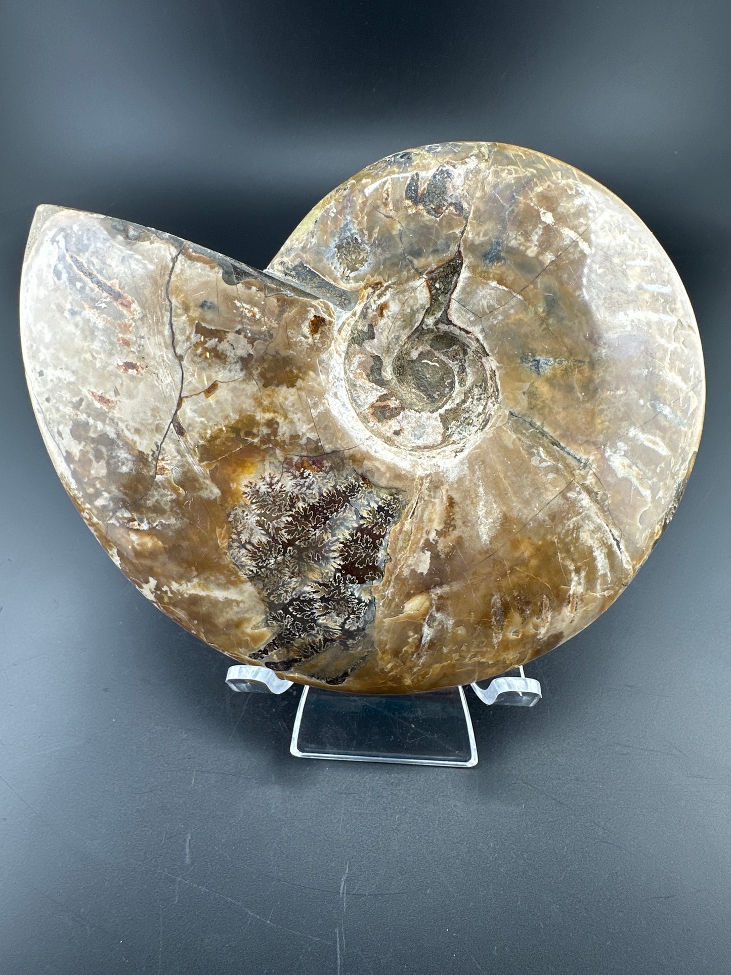 Ammonite (5”) with exposed suture lines, Madagascar