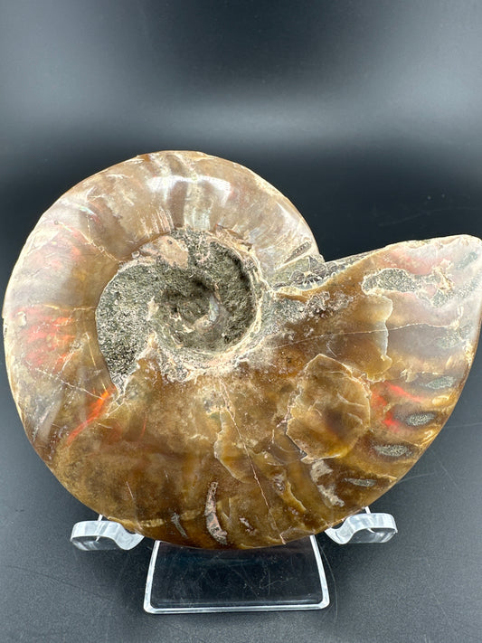 Ammonite, rainbow flash (3.5”), Madagascar