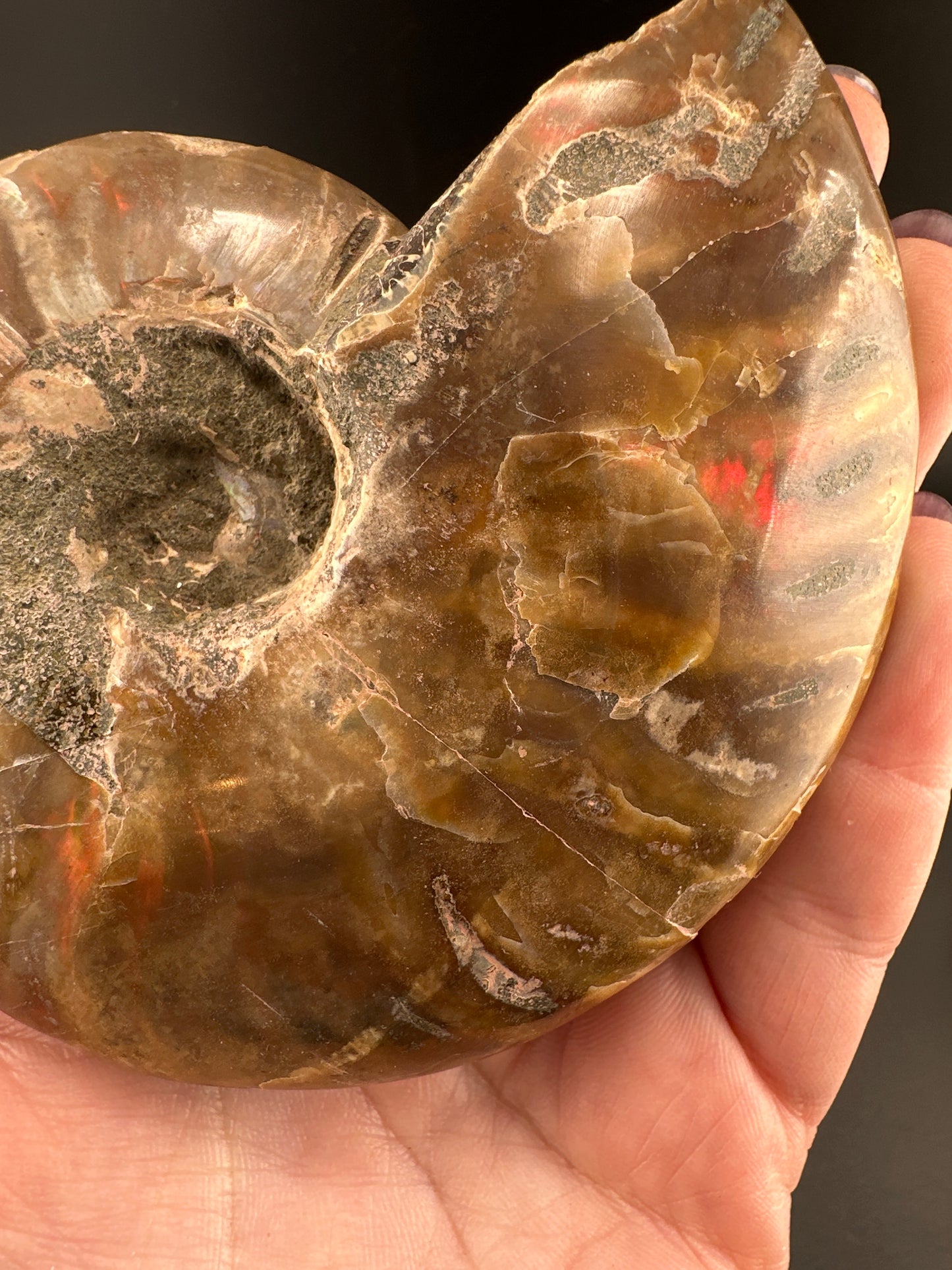 Ammonite, rainbow flash (3.5”), Madagascar
