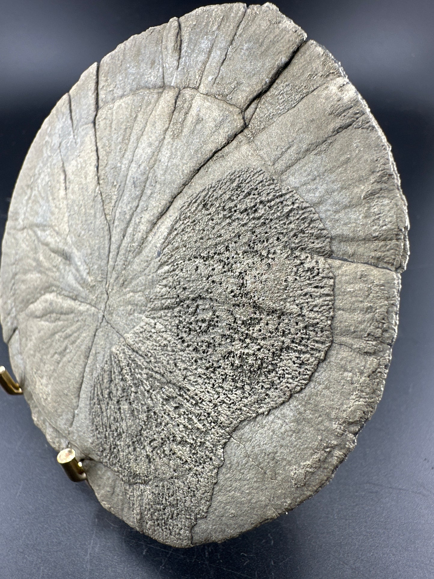 Illinois Pyrite Sun (Miner’s Dollars)