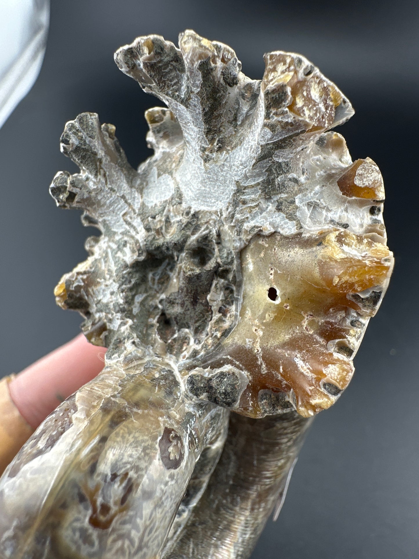 uncut Ammonite with rainbow flash, natural aperature, & exposed suture; Madagascar