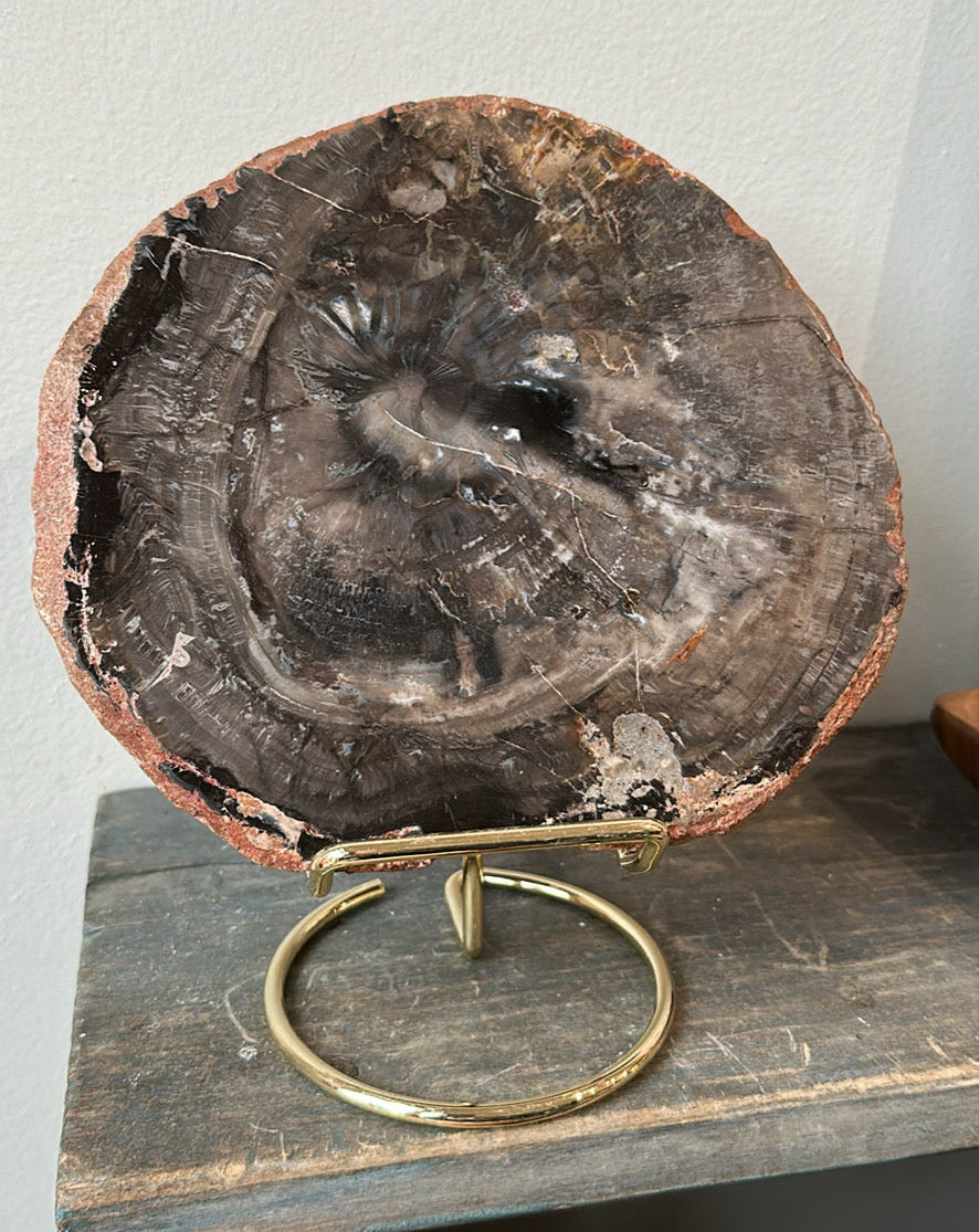 Black Petrified Wood slab, 7” across