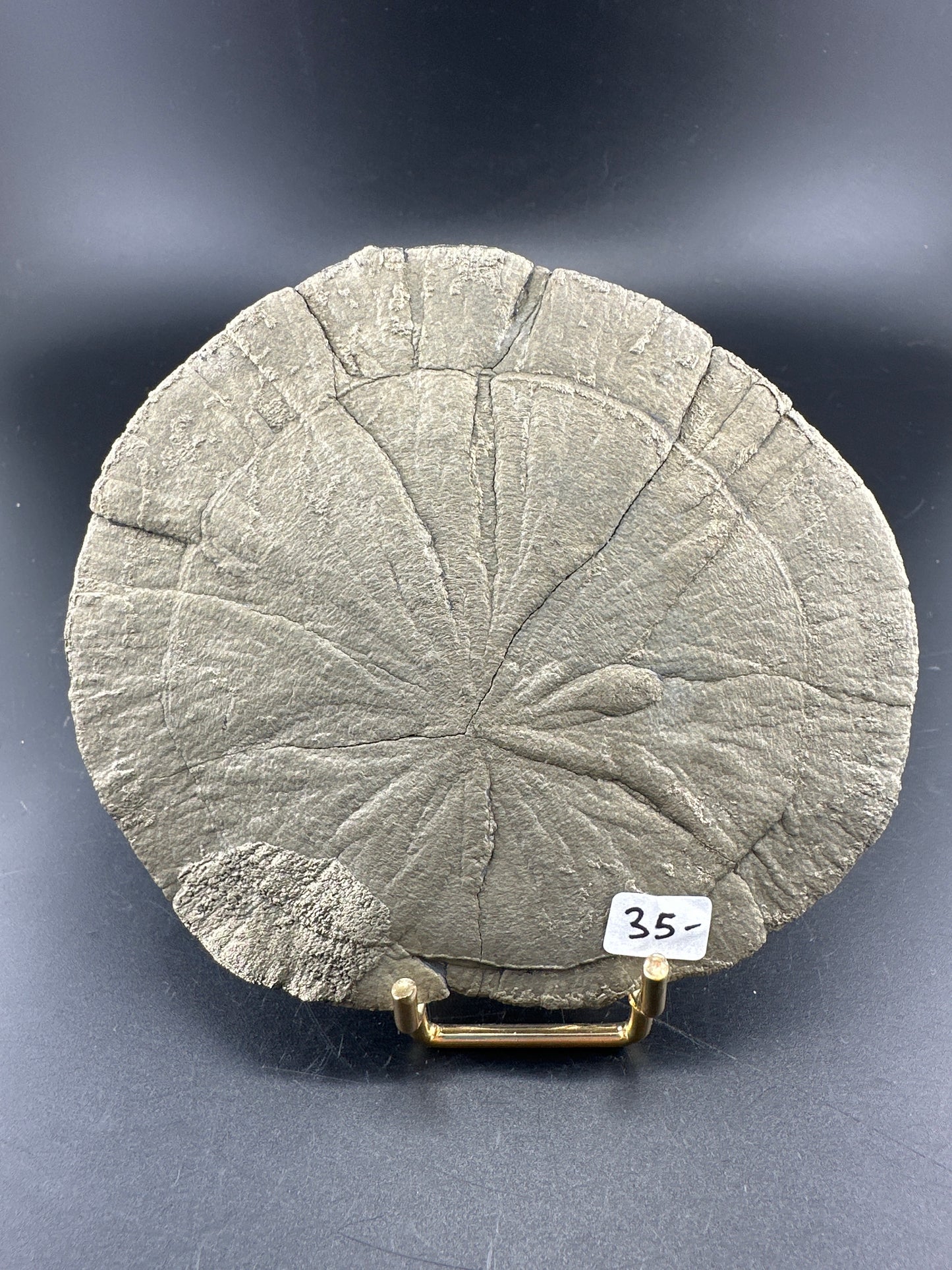 Illinois Pyrite Sun (Miner’s Dollars)