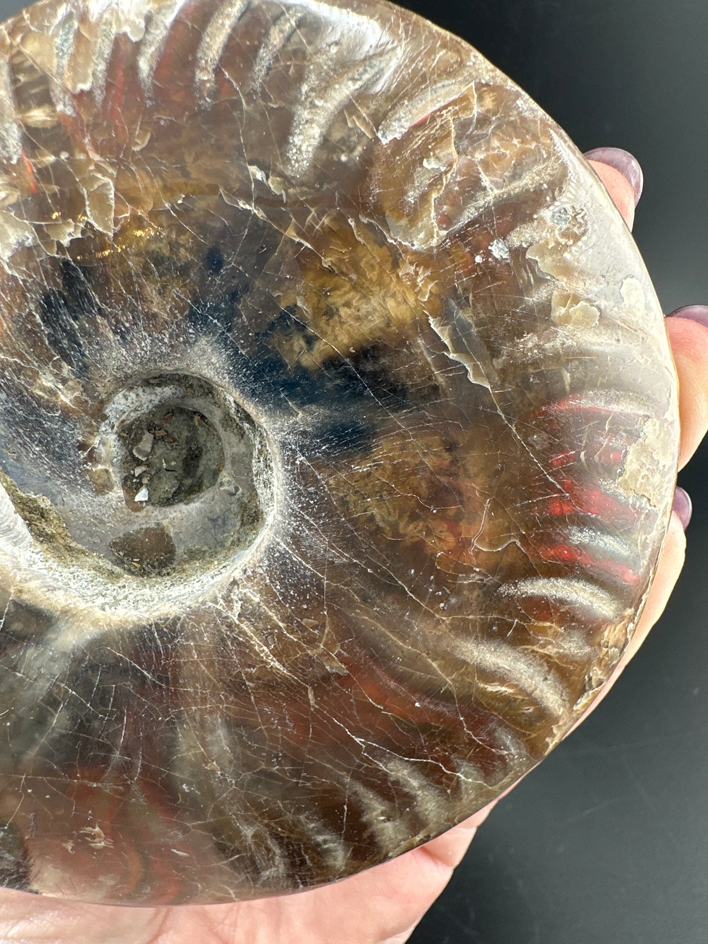 Ammonite (5”) with red flash, Madagascar