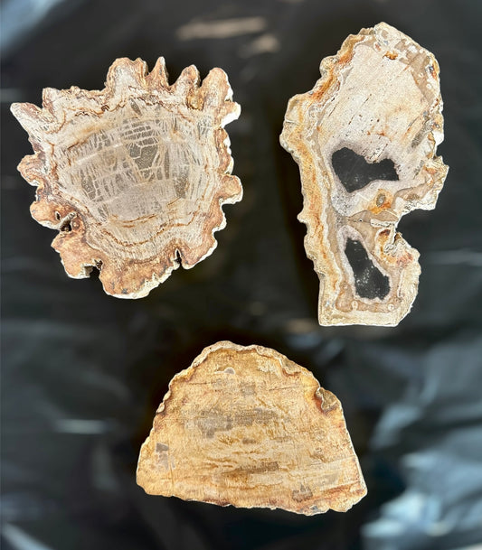 Petrified Wood slabs, Indonesia