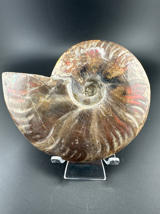 Ammonite (5”) with red flash, Madagascar