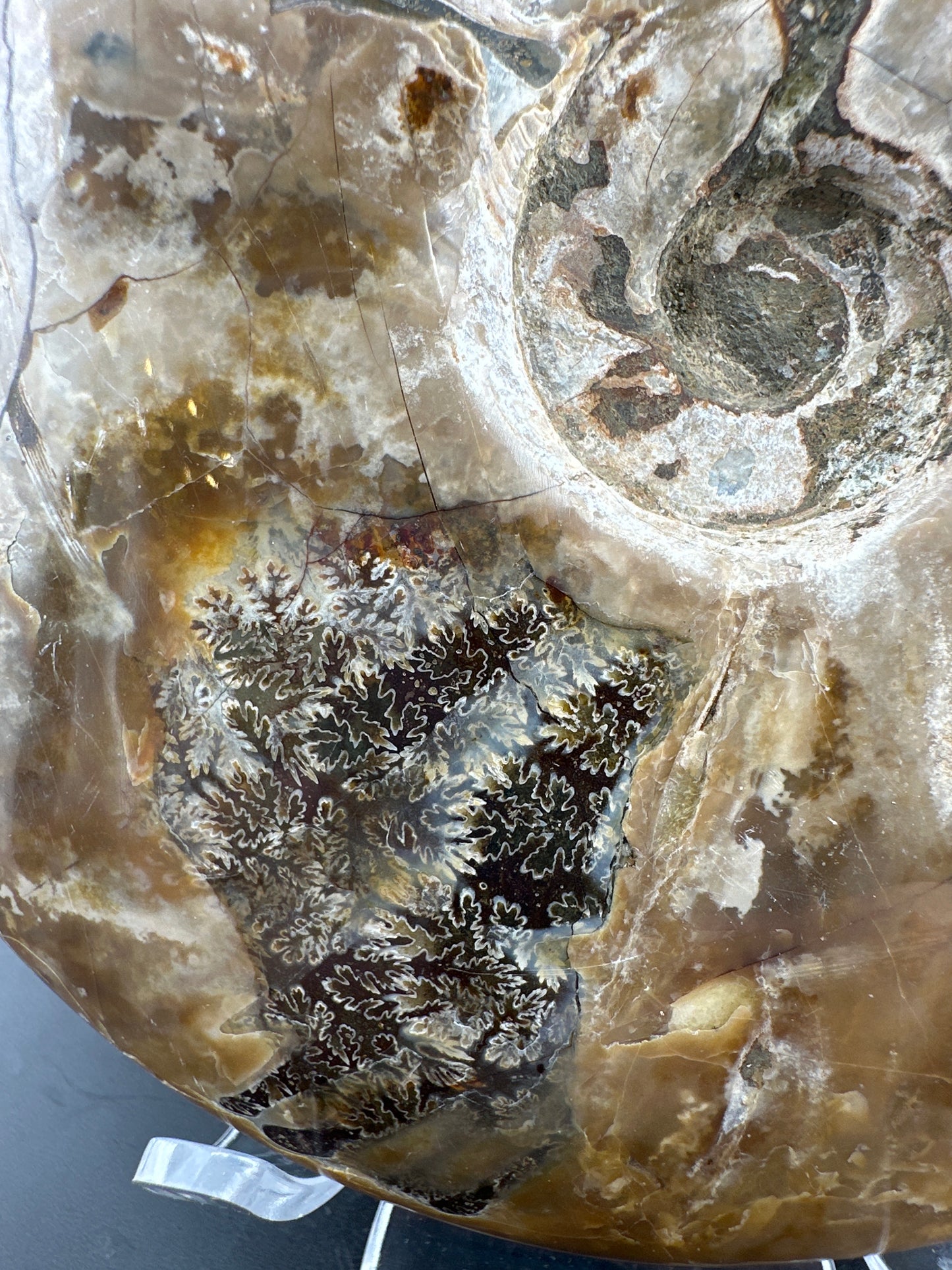 Ammonite (5”) with exposed suture lines, Madagascar
