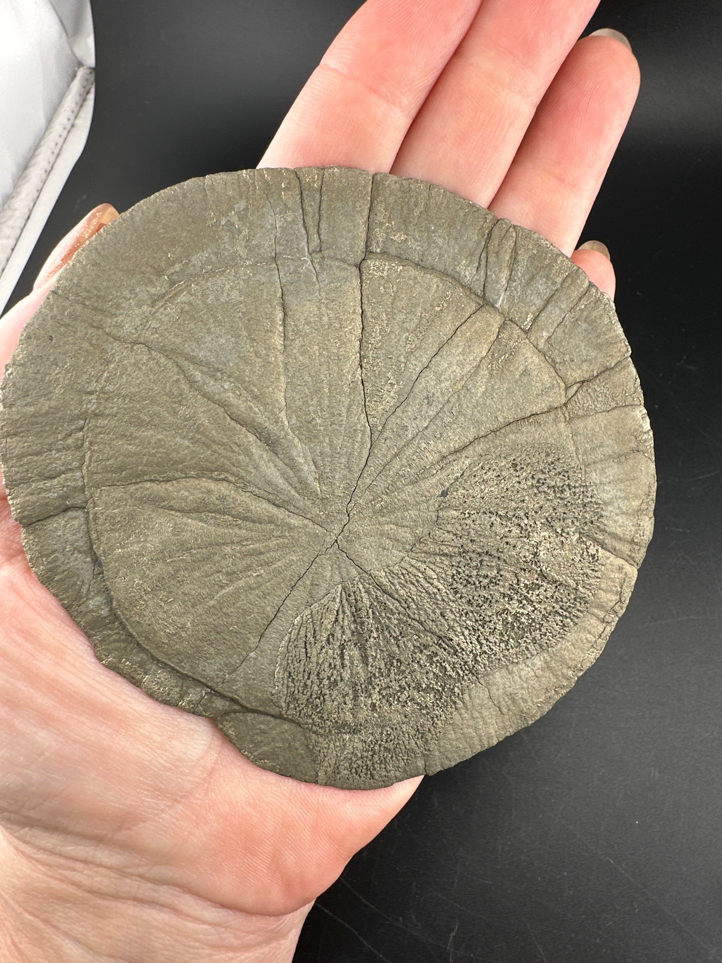 Illinois Pyrite Sun (Miner’s Dollars)