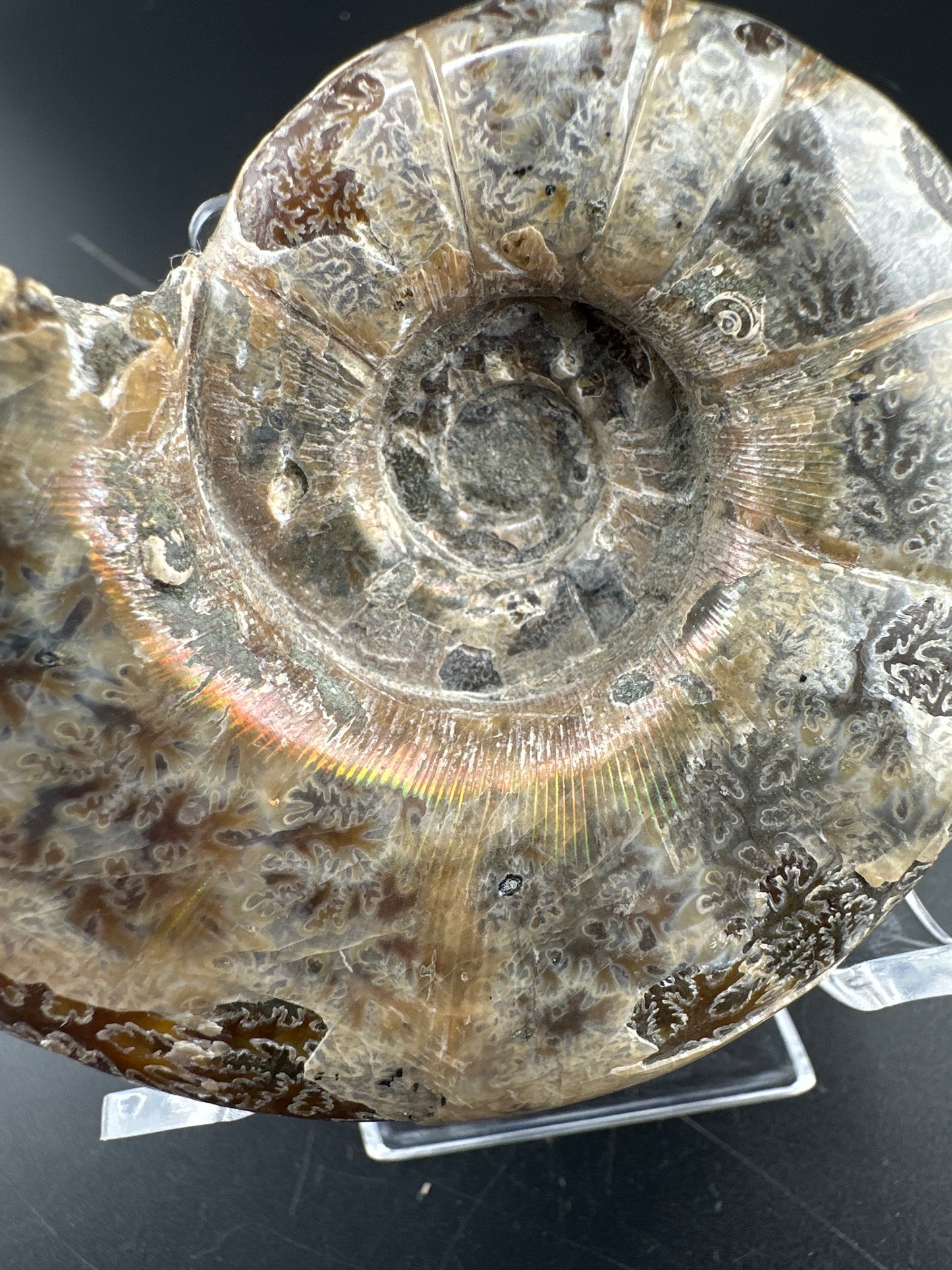 uncut Ammonite with rainbow flash, natural aperature, & exposed suture; Madagascar