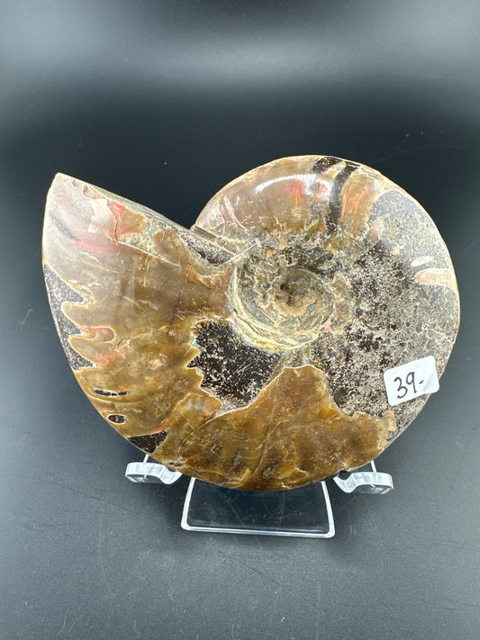 Ammonite, rainbow flash (3.5”), Madagascar