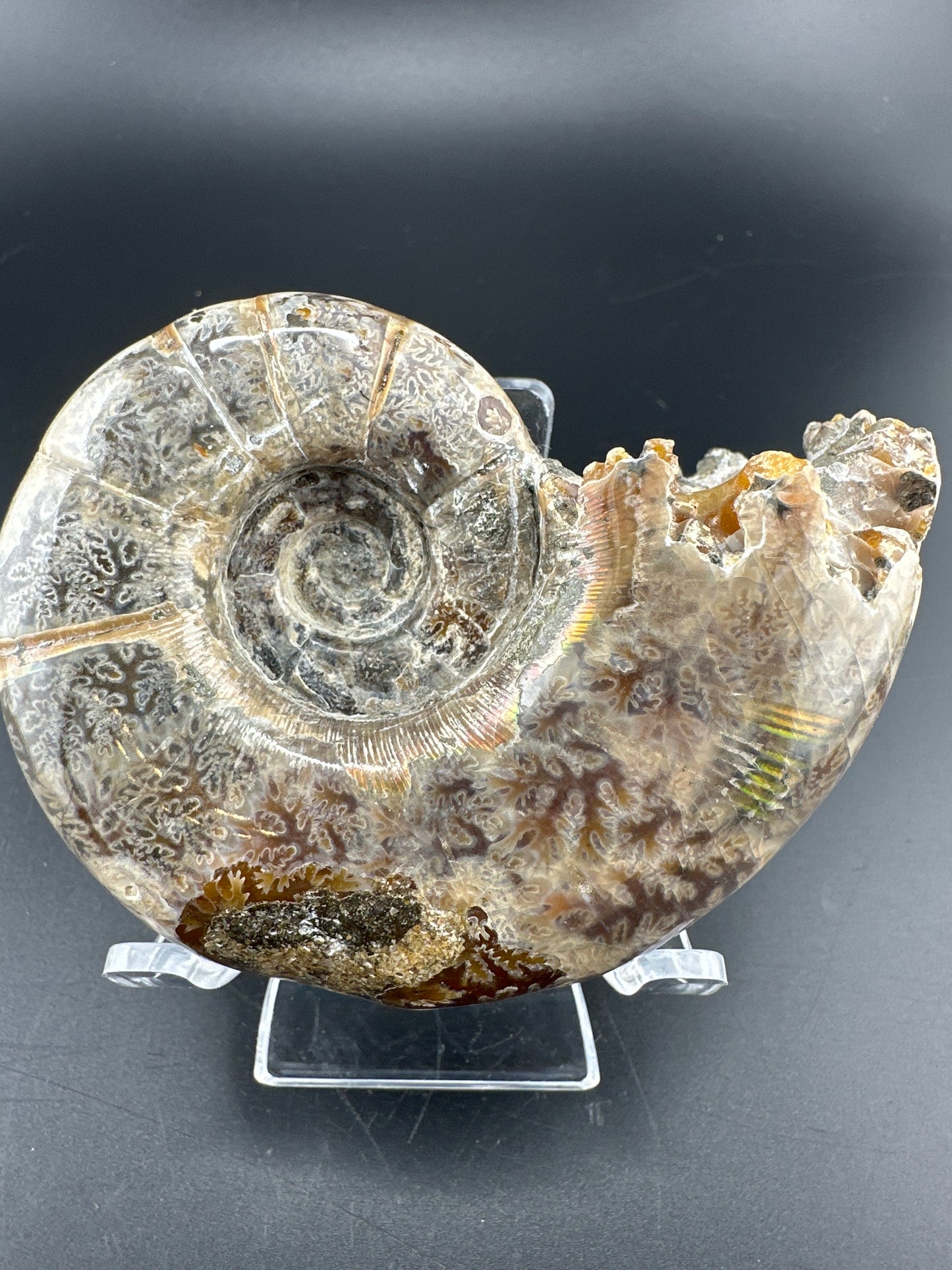 uncut Ammonite with rainbow flash, natural aperature, & exposed suture; Madagascar