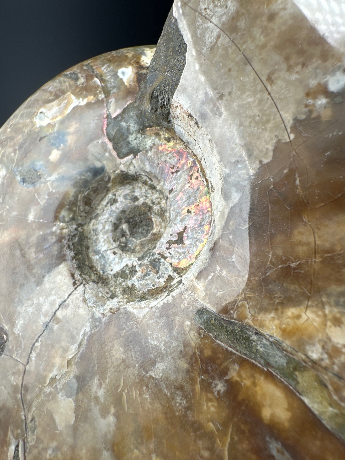 Ammonite (5”) with exposed suture lines, Madagascar