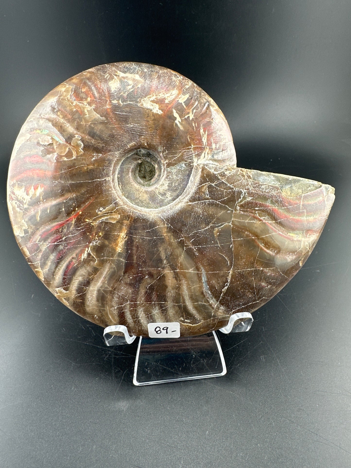 Ammonite (5”) with red flash, Madagascar